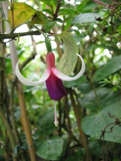 Fuchsia Antje Kuhlmann 03