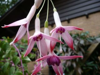 Fuchsia Apaia 01