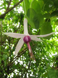 Fuchsia Aphaia 02