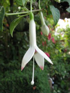 Fuchsia Aphaia 03