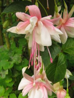 Fuchsia Arctic Star 02