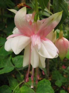 Fuchsia Arctic Star 03