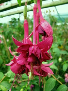 Fuchsia Arend Moerman 02