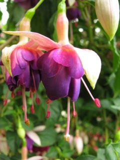 Fuchsia Augsburg 01