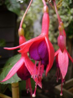 Fuchsia Autumnale 01