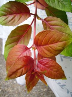Fuchsia Autumnale 02