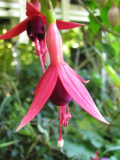 Fuchsia Autumnale 03