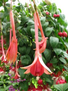 Fuchsia Averbode Boven 01