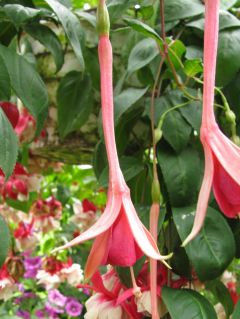 Fuchsia Averbode Boven 02