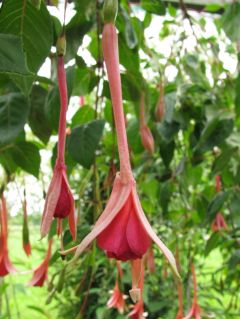 Fuchsia Averbode Boven 03