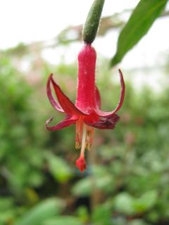 Fuchsienbild Baby Chang 01