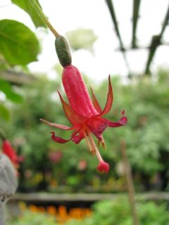 Fuchsienbild Baby Chang 02