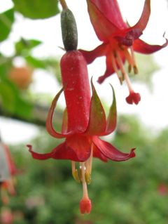 Fuchsienbild Baby Chang 03