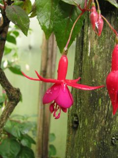 Fuchsienbild Baerbel von Bornich 01