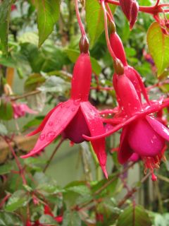 Fuchsienbild Baerbel von Bornich 02