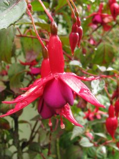 Fuchsienbild Baerbel von Bornich 03