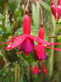 Fuchsienbild Baerbel von Bornich 04