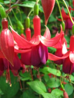 Fuchsienbild Balkonkoenigin 01