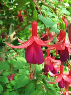 Fuchsienbild Balkonkoenigin 02