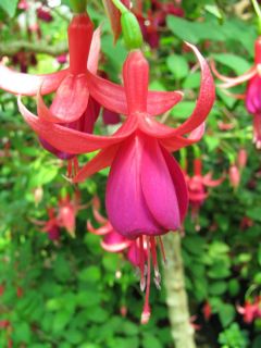 Fuchsienbild Balkonkoenigin 03