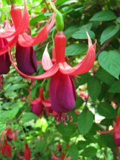 Fuchsienbild Balkonkoenigin 04