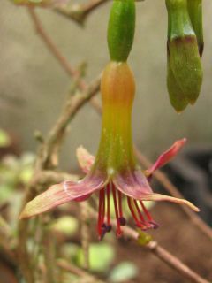 Fuchsienbild Banks Peninsula 01