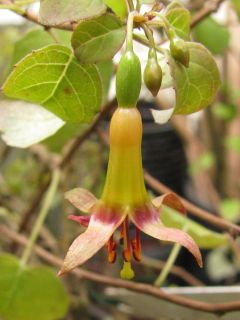 Fuchsienbild Banks Peninsula 02