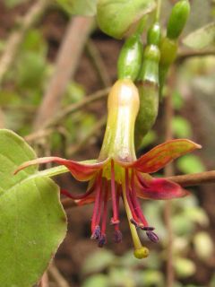 Fuchsienbild Banks Peninsula 03