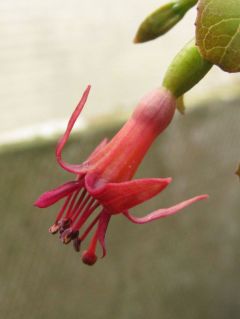 Fuchsienbild Banks Peninsula 04