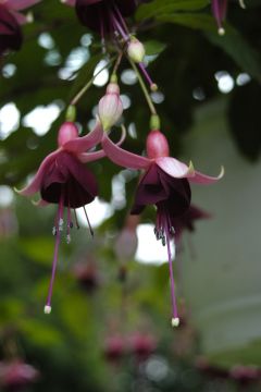 Fuchsienbild Bart Comperen 01