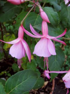 Fuchsienbild Beacon Rosa 0