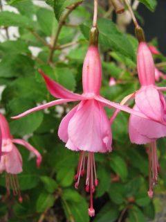 Fuchsienbild Beacon Rosa 04