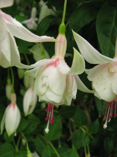 Fuchsienbild Bella 01