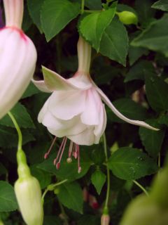 Fuchsienbild Bella 02