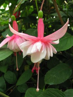 Fuchsienbild Bella Serenata 01