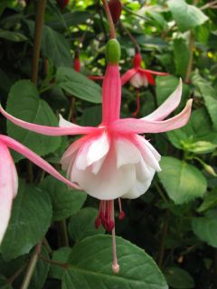 Fuchsienbild Bella Serenata 02