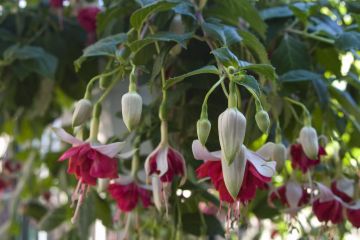 Fuchsienbild Belle de Hengelo 02