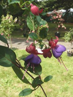 Fuchsienbild  Belle de Limbourg 01