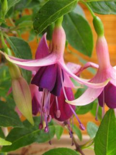 Fuchsienbild Benjamine 01