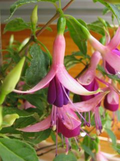 Fuchsienbild Benjamine 02