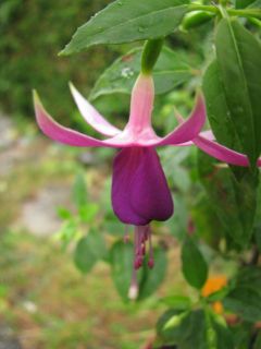 Fuchsienbild Benjamine 03