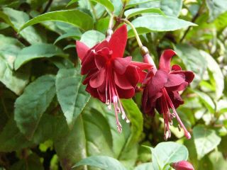 Fuchsienbild Bens Ruby 01