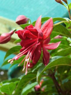 Fuchsienbild Bens Ruby 02