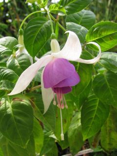 Fuchsienbild Berbas Ingrid 01