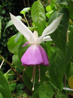 Fuchsienbild Berbas Ingrid 04