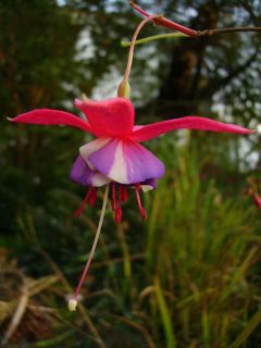 Fuchsienbild Berbas Trio 03