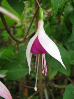 Fuchsienbild Berkeley 01