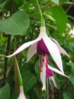 Fuchsienbild Berkeley 02