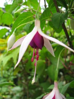 Fuchsienbild Berkeley 03