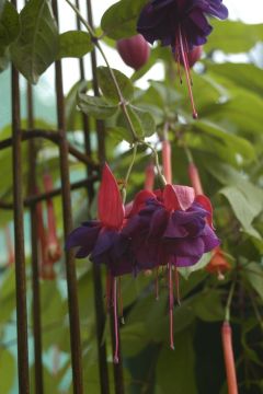 Fuchsienbild Bermuda 01